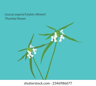 Leucas aspera or Ceylon slitwort, also called Thumba flower, Symbols of Onam festival in Kerala, India, Vector illustration,