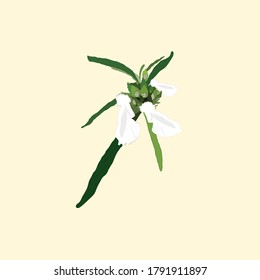 Leucas Zeylanica " Thumbapoov " vector 
 illustration medicinal plant