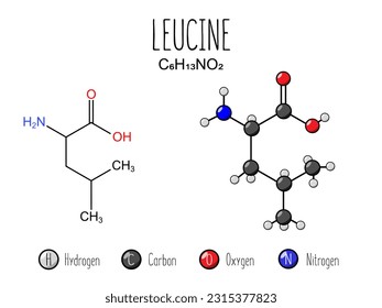 Leucine amino acid representation. Skeletal formula and 2d structure illustration, isolated on white background. Vector editable