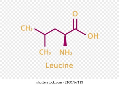 Fórmula química de la leucina. Fórmula química estructural de leucina aislada sobre fondo transparente.