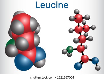 Leucine ( L- leucine,  Leu,  L)  molecule. It is essential amino acid.  Molecule model. Vector illustration 