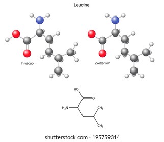 Leucine (Leu) - chemical structural formula and models, amino acid, in vacuo, zwitterion, 2D and 3D illustration, balls and sticks, isolated on white background, vector, eps8