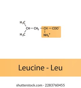 Leucine - Leu - L amino acid structure. Skeletal formula with amino group highlighted in orange. Scientific illustration.