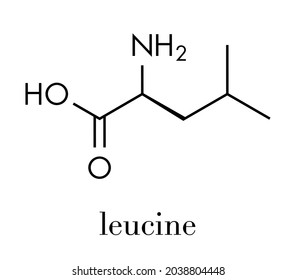 Leucine (l-leucine, Leu, L) Amino Acid Molecule. Skeletal Formula.