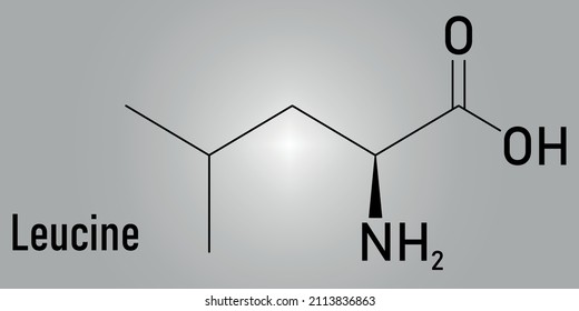 Leucine or l-leucine, Leu, L amino acid molecule. Skeletal formula.