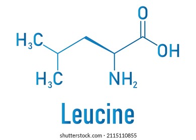 Leucine or l-leucine, Leu, L amino acid molecule. Skeletal formula.