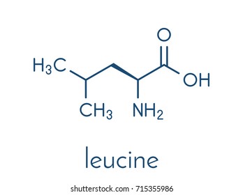 Leucine (l-leucine, Leu, L) amino acid molecule. Skeletal formula.