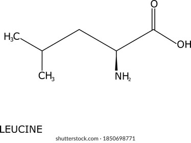 Leucine molecular structure, isolated on white background with its name labeled. it is a branched-chain amino acid (BCAA), essential for humans