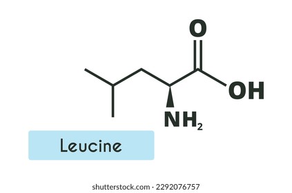 Leucin Molecule Struktur. (l-Leucin, Leu, L). Skelettformel. Aminosäure.