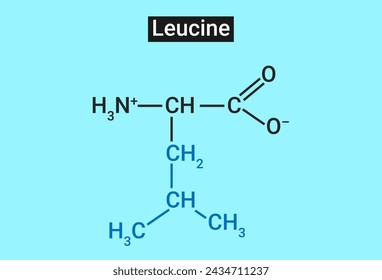 Leucine is one of the 3 essential branched chain amino acids (BCAAs)