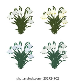 Leucojum bunches vector illustration