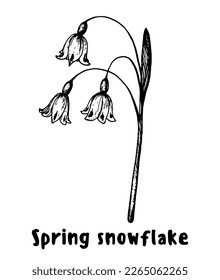 Leucojum vernum or Spring snowflake flower hand drawn sketch. Vector illustration. Springtime flower.