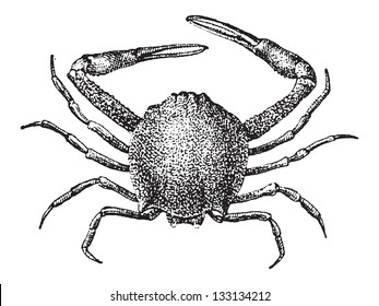 Leucosiid Crab or Leucosiidae, vintage engraved illustration. Dictionary of Words and Things - Larive and Fleury - 1895