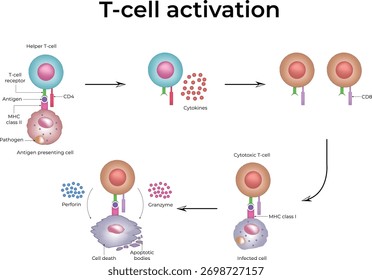 Vector del sistema inmunitario adaptativo de los leucocitos para combatir las células presentadoras de antígeno