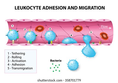 Leukocyte Adhesion And Migration. 