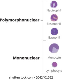 102 Polymorphonuclear cells Images, Stock Photos & Vectors | Shutterstock