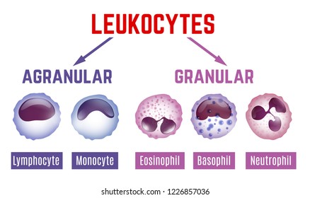 Leukocytes Types
