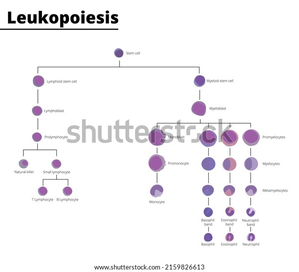 Leukopoiesis differentiation of white blood\
cell infographic stem cell derived blood cells leukocytes. Vector\
illustration. Didactic\
illustration.