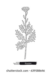 Leuzea isolated vector sketch