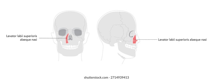 Levator labii superioris - Illustrated human facial muscle that elevates the upper lip, depicted in labeled diagram important for facial motion study and medical training.