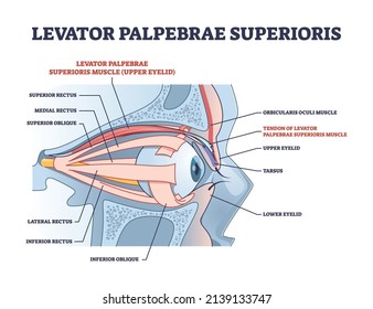 Levator Palpebrae Superioris Muscle With Eye Structure Outline Diagram. Labeled Educational Eyelid Muscular System For Elevation And Movement Vector Illustration. Medical Anatomy For Rectus Or Oblique