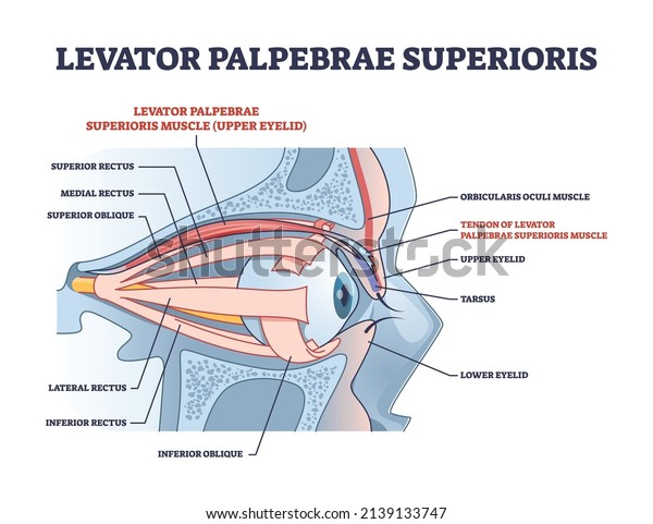 Levator palpebrae superioris muscle with eye
structure outline diagram. Labeled educational eyelid muscular
system for elevation and movement vector illustration. Medical
anatomy for rectus or
oblique