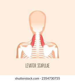 Anatomía del músculo escapulao del Levador. Ilustración vectorial.