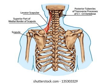 Músculo escapulao del Levante - tablero didáctico de anatomía del hueso humano y del sistema muscular, visión posterior