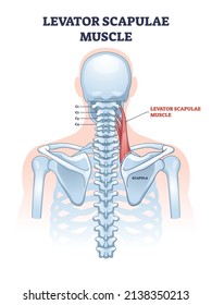 El músculo escapuloso del levador como diagrama de contorno de la conexión del cuello y el hombro. Anatomía de la parte superior del cuerpo humano educativa con parte del sistema muscular y de los huesos esqueléticos de la columna vertebral ilustración del vector.