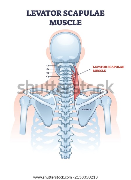 Levator scapulae muscle as neck and\
shoulder connection outline diagram. Labeled educational human\
upper body anatomy with medical muscular system part and spine\
skeletal bones vector\
illustration.