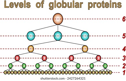 Levels of globular proteins: 1 is Primary structure, 2 is Secondary structure, 3 is Super-repetitive structure, 4 is Domain, 5 is Protein globule, 6 is Aggregate