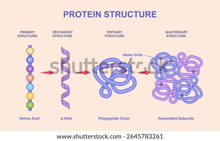Levels of protein structure. Educational biology infographics showing different protein structures from amino acid chain to assembled subunits. Polymeric polypeptide. Flat vector illustration