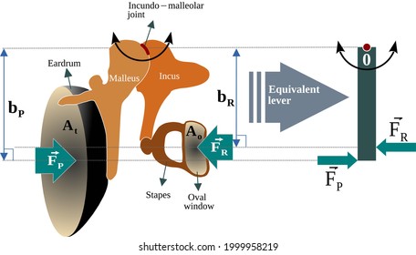Lever action of the middle ear – The middle ear acts as an impedance transformer or pressure intensifier that increases the pressure of the sound waves at the oval window
