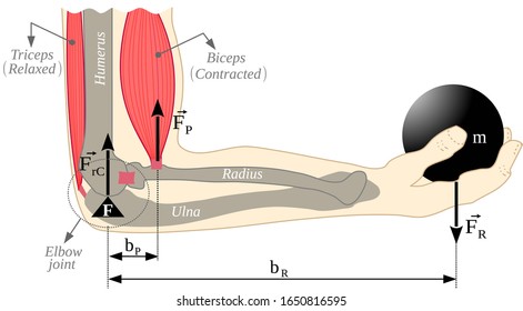 Lever, biceps-elbow-forearm mechanical system. Forearm movement with load in the hand. Illustration with pastel colors on a white background. Third Class Lever. This is useful for brochures,ebook,etc.