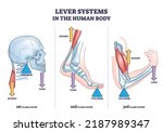 Lever systems in human body for neck, leg and arm movement outline diagram. Labeled educational scheme with biomechanics examples as effort, fulcrum or load force motion principle vector