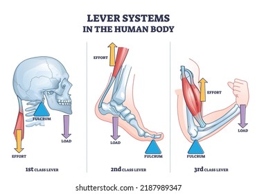 Sistemas de palanca en el cuerpo humano para el diagrama de contorno del movimiento del cuello, pierna y brazo. Esquema educativo etiquetado con ejemplos biomecánicos como vector de esfuerzo, fulcro o fuerza de carga