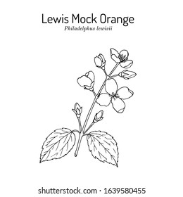 Lewis mock-orange (Philadelphus lewisii), state flower of Idaho. Hand drawn botanical vector illustration