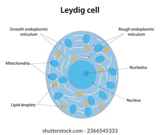 Leydig-Zelle. Die Zelle der Hoden, die Testosteron produzieren. Beschriftetes Diagramm.