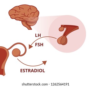 LH and FSH Function. Gonadotropin of the pituitary gland stimula