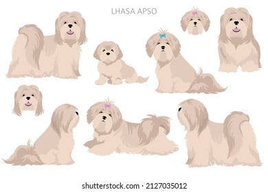 Lhasa Apso clipart. Different poses, coat colors set.  Vector illustration