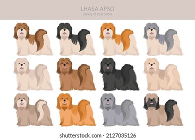 Lhasa Apso clipart. Different poses, coat colors set.  Vector illustration