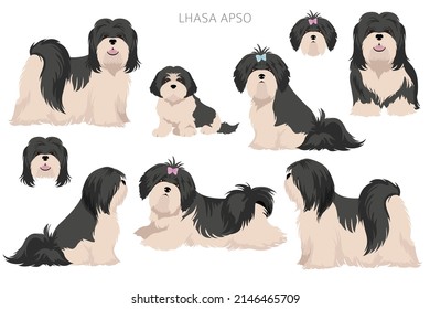 Lhasa Apso clipart. Different poses, coat colors set.  Vector illustration