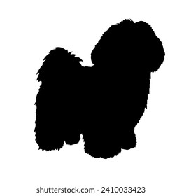 Lhasa Apso Dog on the move. Dog in different poses. jumps runs. The dog is sitting. The dog is lying down playing