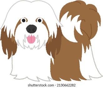 Lhasa Apso originated in Tibet. Dogs stand about 25 cm at the withers, bitches slightly less. Lhasa Apso is a long-lived breed, with many living in good health into their early 20s.