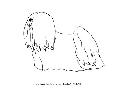 Lhasa Apso, Lhasa, Tibet Lhasa lion dog, Tibet dog Yabusu Vector outline stock illustration realistic lines silhouette 