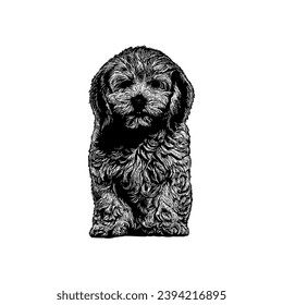 Lhasapoo hand drawing vector isolated on white background.