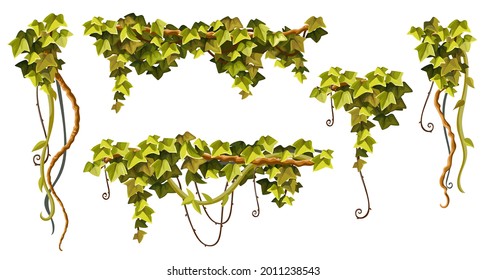 Liana branches, ivy and tropical leaves. Set of creeper jungle. Isolated cartoon vector hedera helix on white background.