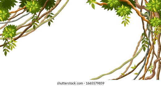 Liana branches and tropical leaves on white background. Cartoon frame plants of jungle with space for text. Isolated vector illustration.