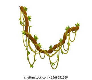 Liana or jungle plant or vine wild greenery winding branches vector stem with leaves isolated decorative elements tropical vines rainforest flora and exotic botany wild curling species and twigs