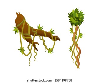 Liana or jungle plant or vine wild greenery winding branches vector stem with leaves isolated decorative elements tropical vines rainforest flora and exotic botany wild curling species and twigs